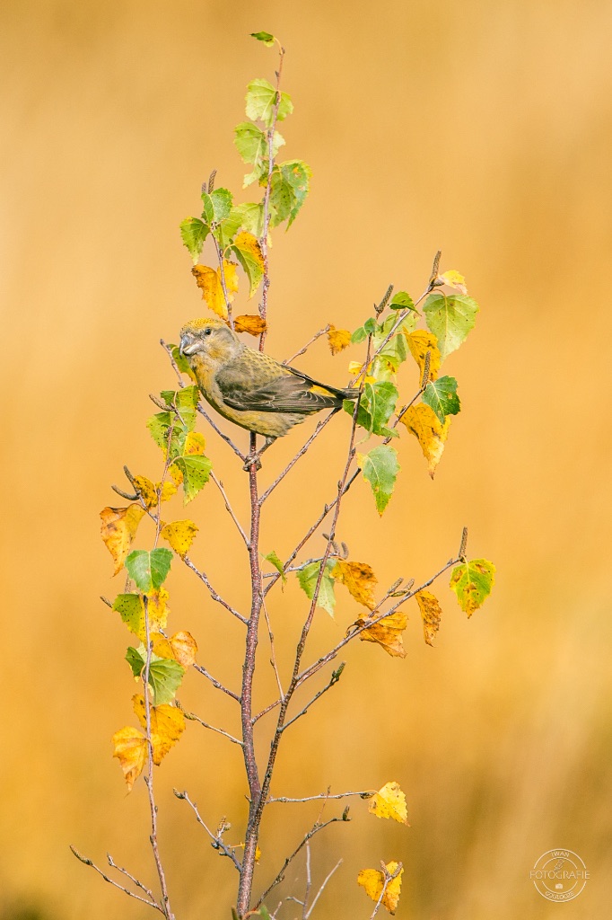 Raven en kruisbekken op de veluwe